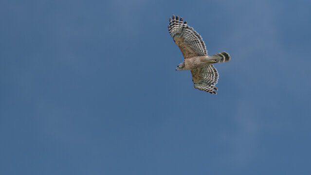 Red-shouldered Hawk Soaring Against a Clear Blue Sky