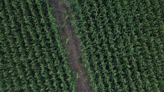 Aerial drone shot over green corn fields in Dambach-La-Ville, France. Top-down view of agricultural land with patterns and textures.