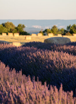 Fragrant Purple Blooming Lavender Growing in Fields on the Valensole Plateau, Provence, France