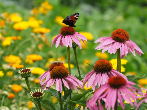 Roter Sonnenhut im Blumengarten	mit Schmetterling