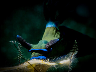 Gloomy Nudibranch (Tambja morosa) © Tomek