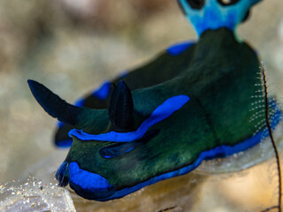 Gloomy Nudibranch (Tambja morosa) © Tomek