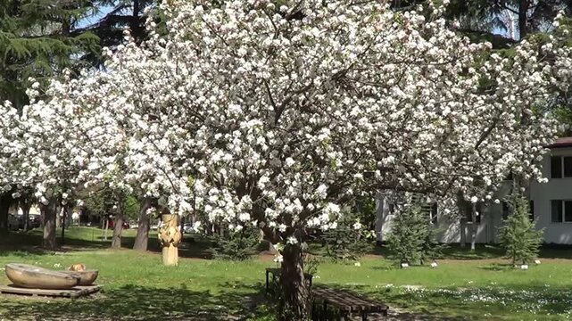 Apple tree in blossom, Sants Constantine and Helena resort, Bulgaria.