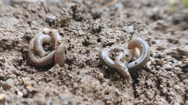 Earthworms Digging In Wet Soil. Large worms crawl into making holes in the black soil, where the worms are. Moist, living substrate. biodiversity and vitality. bugs. Invertebrates. environment.