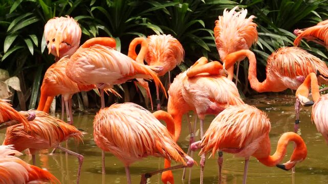 Group of vibrant pink flamingos standing in shallow water, some preening feathers, with lush green foliage in background, creating serene natural wildlife scene