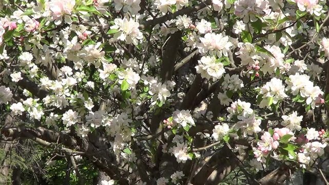 Flowers of apple tree
