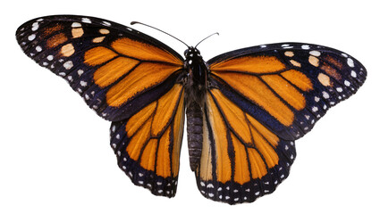Isolated beautiful monarch butterfly with outstretched orange and black wings showcasing intricate details © Aoife