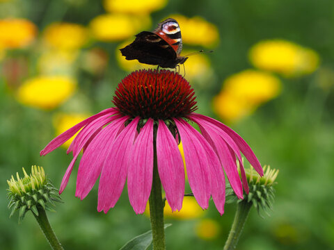  Roter Sonnenhut im Blumengarten mit Schmetterling