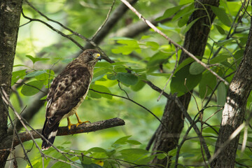 Fototapeta premium Broad Winged Hawk Perched on Tree Branch in Forest Canopy