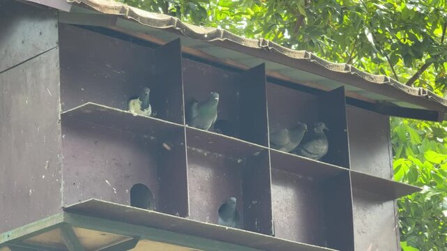 Domestic pigeons resting in a wooden dovecote under a roof