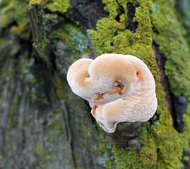 Close-up of a young velvety bracket fungus growing on a moss-covered tree trunk. © VOLODYMYR KUCHERENKO