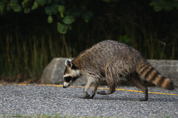Side View of a Wild Raccoon Walking Across an Asphalt Road at Night © Beau