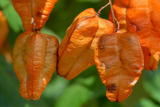 A close-up of vibrant orange lantern-shaped seed pods hanging from a branch of a goldenrain tree.