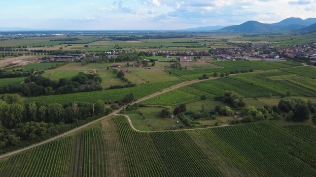Aerial View of Vineyards in Dambach-La-Ville, France. Drone Footage of Lush Green Vineyards and Countryside Perfect for Travel and Agriculture Projects.