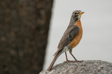 Fototapeta premium American Robin Perched on a Granite Rock with Soft Background