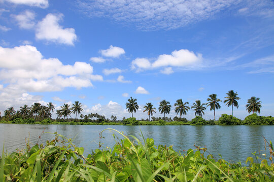 Serene Kerala backwaters lined with lush coconut palms reflected in calm waters beneath a clear blue sky in Kerala, India