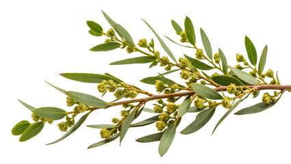 Isolated lush green eucalyptus branch with fresh leaves and numerous developing flower buds © Aoife