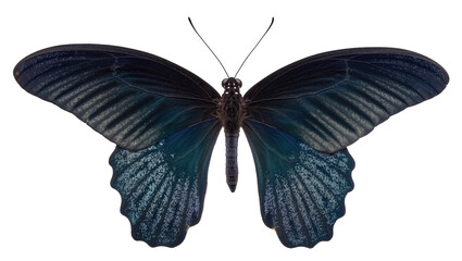 Isolated dark blue tropical butterfly with iridescent markings and spread wings, top view © Aoife