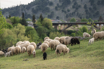 Fototapeta premium Rural landscape with a flock of sheep grazing across a green meadow beneath rugged mountain slopes, peaceful pastoral scenery