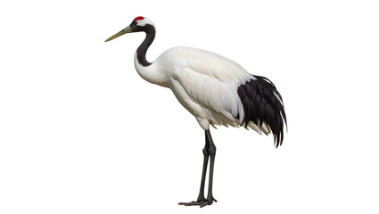 Obraz premium Isolated red-crowned crane standing gracefully, majestic bird known for its striking colors