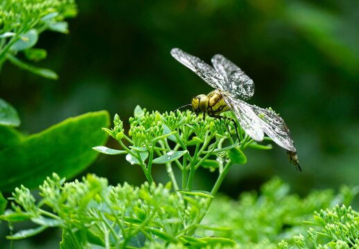 Beautiful large dragonfly, Anax imperator, on a sedum