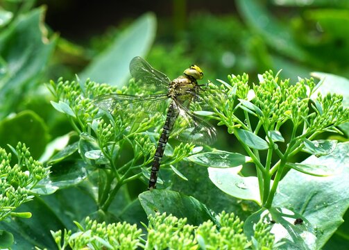 Beautiful large dragonfly, Anax imperator, on a sedum