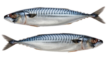 Fototapeta premium Isolated two fresh whole raw Atlantic mackerel fish, healthy seafood ready for meal preparation