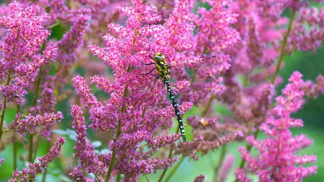 Large dragonfly, Anax imperator, in a beautiful astilbe