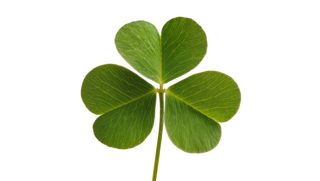 Isolated vibrant green three-leaf clover, a lucky plant with intricate leaf texture