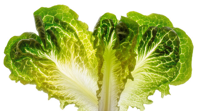 Isolated fresh vibrant green lettuce leaves, raw ingredient for healthy cooking, close-up backlit