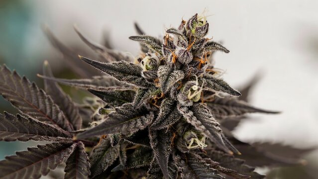 Macro close-up of medical cannabis flower bud with resin crystals, cannabis