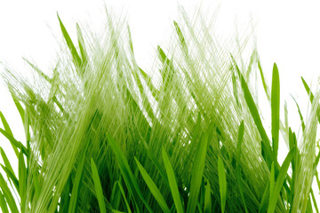 Fototapeta premium Isolated fresh green vibrant grass blades and delicate seed heads, natural foliage plant growth