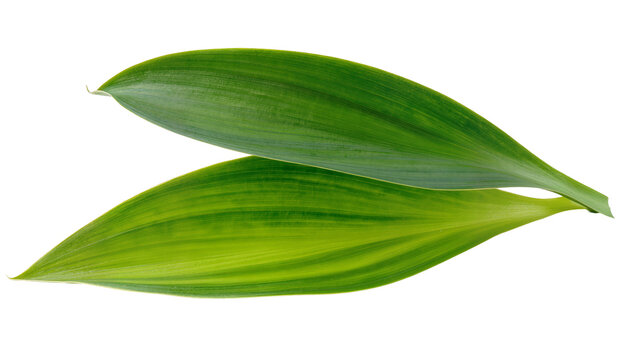 Isolated fresh vibrant green foliage element, two smooth leaves with parallel venation