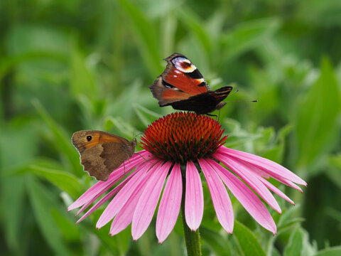 Zwei Schmetterlinge, Tagpfauenauge und gro&szlig;es Ochsenauge auf einer Bl&uuml;te vom toten Sonnenhut
