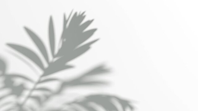 Abstract shadow fern bush branches on wind background, looped animation, 3d rendering. Blurry tropical plant movement soft shadows, 4k. Blowing and swaying palm laves shade template.