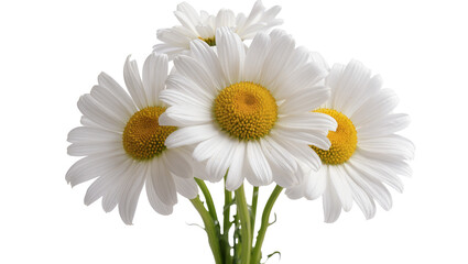 Fototapeta premium Isolated bouquet of beautiful white daisies with vibrant yellow centers, fresh and natural flowers