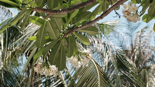 Clusters of white and yellow blossoms hang from thick branches amidst large green leaves with blurred coconut palms moving under a bright sky