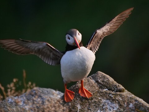 Atlantic Puffin on Runde Island, Norway - A Majestic Seabird in its Natural Habitat