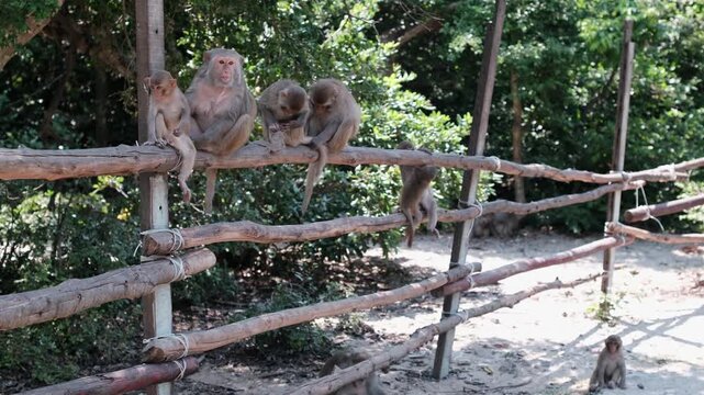 A small family of primates rests together on a wooden barrier with a background of green forest trees on a sunny day