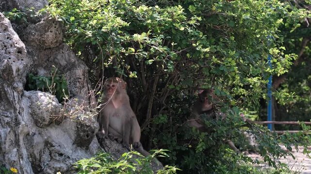 A pair of monkeys rests outdoors with one perched on a stone and another peeking through the leaves of a lush leafy shrub