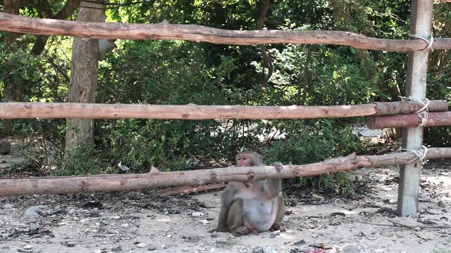 An adult primate rests on the ground behind logs while a small young monkey swings from a nearby trunk amid green forest bushes