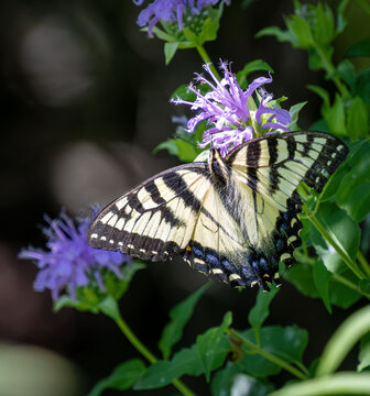 hairy eastern tiger swallowtail Papilio glaucus closeup fine detail on wild bergamot