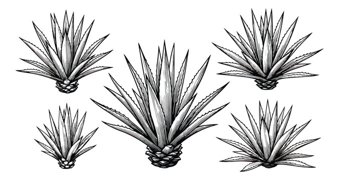 Vintage agave plant illustrations, hand drawn blue agave cactus set of 5 vectors, engraved succulent botanical sketches for tequila branding