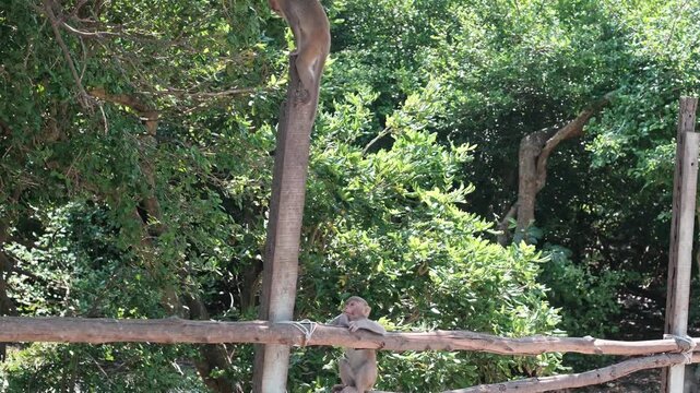 A small primate scrambles up a vertical beam as a second monkey rests on a rustic barrier surrounded by lush green foliage