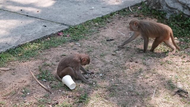 Two small monkeys forage for discarded food on a grassy dirt patch near a concrete walkway on a bright sunny day