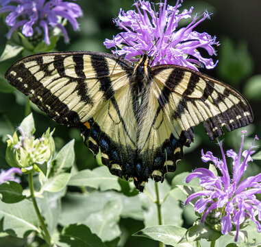 hairy eastern tiger swallowtail Papilio glaucus closeup fine detail on wild bergamot