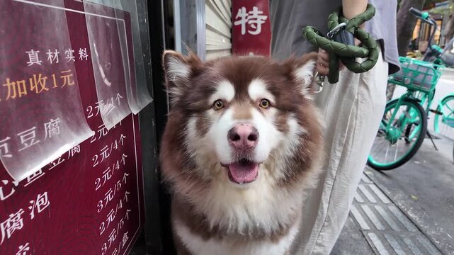 Alaskan Malamute breed dog next to a man on the street of Chinatown