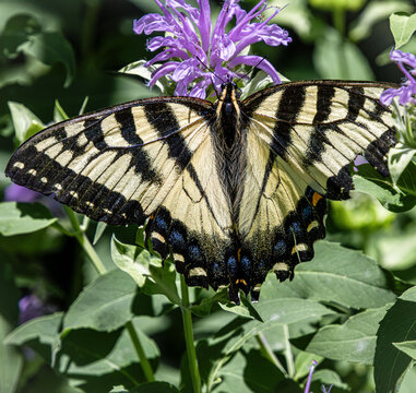 hairy eastern tiger swallowtail Papilio glaucus closeup fine detail on wild bergamot