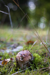 mushroom in the forest among the green moss  © Anatolii Tershak