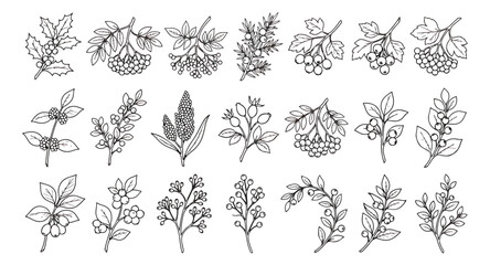 Vintage botanical berry branches collection, 21 hand drawn winter floral elements, black and white line art foliage vector set for holiday cards © Aqsa